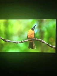 Телевизор LG OLED 77" OLED77G54LW фото от покупателей 3