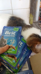 Вологий корм для стерилізованих котів Brit Premium Sterilised pouch 12шт/100 г, асорти із 4 смаків у желе фото від покупців 1