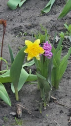 Нарцис Pencrebar 8/10 цибулина Matla Flowers