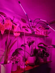 Фитолампа для растений на 4 ветки светодиодная LED с таймером USB 20Вт, настольная лампа для роста и цветения, комнатных и тепличных растений с клипсой-зажимом и USB питанием, красный, фиолетовый и синий свет Черная LP-418 фото от покупателей 11