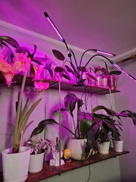 Фитолампа для растений на 4 ветки светодиодная LED с таймером USB 20Вт, настольная лампа для роста и цветения, комнатных и тепличных растений с клипсой-зажимом и USB питанием, красный, фиолетовый и синий свет Черная LP-418 фото от покупателей 10