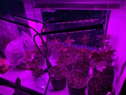 Фитолампа для растений на 4 ветки светодиодная LED с таймером USB 20Вт, настольная лампа для роста и цветения, комнатных и тепличных растений с клипсой-зажимом и USB питанием, красный, фиолетовый и синий свет Черная LP-418 фото от покупателей 9