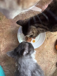 Вологогий корм для котів мус з підливою Purina Gourmet Revelations Пуріна Гурмет Релевейшн з куркою 2 шт х 57 г (7613287070081) фото от покупателей 1