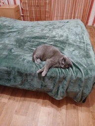 Плед-покрывало Ecotton Wellsoft Matte green Евро 220х240 см (24927_000)