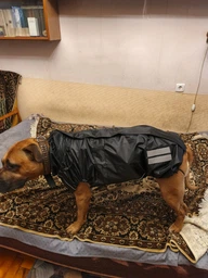 Одежда для собак дождевик "BLACK SHARK". SKU 004784. Размер M. Your Stylish Hunter. Дождевик жилет для собак средних и больших пород, от спаниеля и корги до добермана и овчарки.
