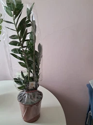 Zamio Zamiifolia Замиокулькас замиофолия14см горшок, 60см высота фото от покупателей 2
