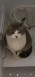 Сухой корм для взрослых кошек Club 4 Paws (Клуб 4 Лапы) Премиум. С Телятиной 14 кг