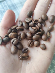 Кава в зернах Ferarra 100% Arabica 1кг