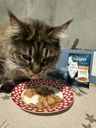 Влажный корм для кошек Purina Gourmet Perle мини-филе с курицей в соусе 26х85 г фото от покупателей 1