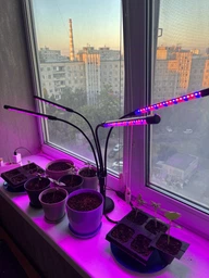 Фитолампа USB для роста растений на 4 лампы с подставкой, светодиодная LED фито лампа светильник для комнатных цветов, рассады, орхидей фото от покупателей 1
