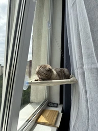 Лежанка гамак для котів віконна на присосках 54x30 см Бежевий (60119)