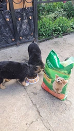 Сухой корм для взрослых активных собак Purina Friskies с говядиной 10 кг