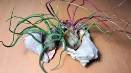 Tillandsia bulbosa (Тилландсия луковицеобразная). фото от покупателей 1