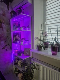 Фитолента 5 метров фито лампа лента светодиодная ультрафиолетовая для комнатных растений рассады цветов орхидей микрозелени, від мережі 220V model 2
