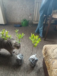 Саджанці Ялини колючої блакитної Кейбаб (Picea pungens Glauca Kaibab) Р9 фото від покупців 2