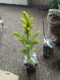 Саджанці Ялини колючої блакитної Кейбаб (Picea pungens Glauca Kaibab) Р9