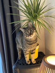 Наповнювач Lucky Pet з тофу для котячого туалету гіпоалергений, 6 л