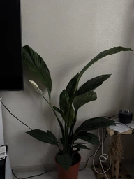 Спатифілум Сенсація (Spathiphyllum Sensation) висота 100см, 21горщик