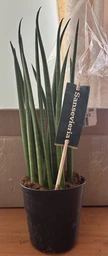 Растение Сансевьера цилиндрическая Sansevieria cylindrica