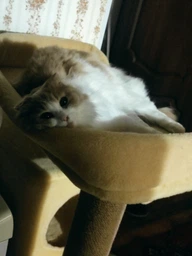 Будиночок кігтеточка для кота кішки котика дряпка царапка Мур Мяу Фортуна 40 х 60 х 106 см кігтедралка вертикальна котяча точилка для кігтів котів кішок котиків у джутовій мотузці з будиночком лежанкою та клубочком дражнилкою бежевий будиночки кігтеточки фото від покупців 1