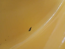 Бак Idilia 20л Коричневий (I2827/1) фото від покупців 2
