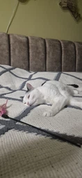Фурминатор для котов с короткой шерстью FURminator размер M/L (691661) (4048422141259)