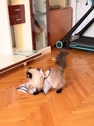 Интерактивная игрушка пряталка когтеточка для кошек и собак с датчиком движения перьями и звуками автоматическая дразнилка для кота USB зарядка с присосками Прятки 2 фото от покупателей 1