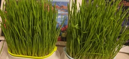 Семена пшеницы микрозелень 100г фото от покупателей 1