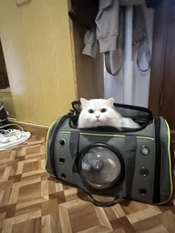 Сумка переноска для кота кішки собаки домашніх тварин до 8 кг з віконцем ілюмінатором і ремінцем на плече котячі сумки для переноски перенесення котів кішок маленьких собак кошеня сіра (002166)
