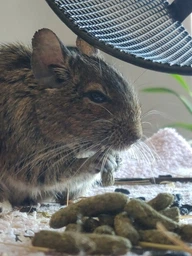 Корм для шиншил та дегу Versele-Laga Complete Chinchilla & Degu 500г