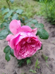 Роза Leonardo da Vinci саджанець у плівці Matla Flowers