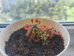 Росянка лопатчатая Drosera spatulata фото от покупателей 6