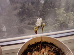 Росянка лопатчатая Drosera spatulata фото от покупателей 5