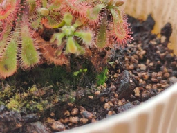 Росянка лопатчатая Drosera spatulata фото от покупателей 4