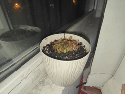 Росянка лопатчатая Drosera spatulata фото от покупателей 1