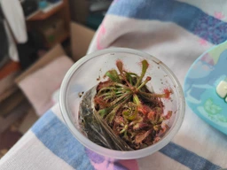 Росянка лопатчатая Drosera spatulata