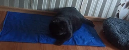 Коврик для собак и кошек Trixie охлаждающий 65х50 см Голубой фото от покупателей 2
