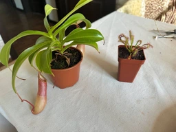 Рослина Непентес Вентрата Nepenthes Ventrata в горщику