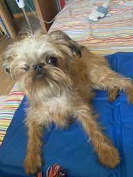 Коврик охлаждающий Trixie для собак и кошек, синий, 65х50 см