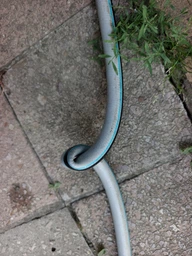 Садовый шланг Cellfast MULTIFLEX PRO ATS2 1/2” 30 м (13-801) фото от покупателей 1