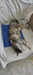 Коврик для собак и кошек Trixie охлаждающий 65х50 см Голубой фото от покупателей 1