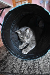 Тунель для котів складаний з іграшкою п'ятисторонній тунель для кошенят, котів фото від покупців 3