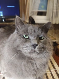 Hill's SP Feline Adult Young Sterilised Cat сухой корм для стерилизованных котов с курицей (3 кг)