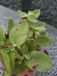 Очиток Седум Еверса (Sedum ewersii) Р9 фото від покупців 3