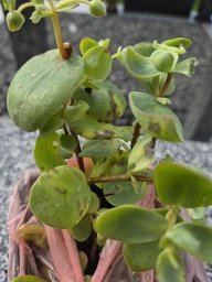 Очиток Седум Еверса (Sedum ewersii) Р9 фото від покупців 1
