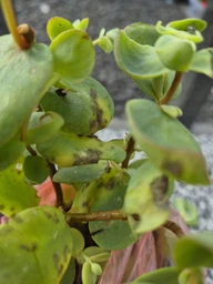 Очиток Седум Еверса (Sedum ewersii) Р9