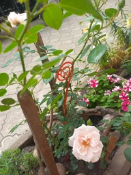 Роза плетистая "Eden Rose" (саженец класса АА+) высший сорт (17394)