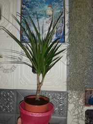 Рослина в горщику Драцена Маргіната Маджента dracanea marginata magenta фото від покупців 6