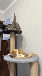 Компактный комплекс когтеточка с домиком гамак для котов, кошки 140*60*50см