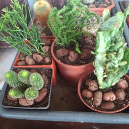 Суккулент Крассула муксусная (Crassula muscosa), контейнер 7*7*8 см (s007s)